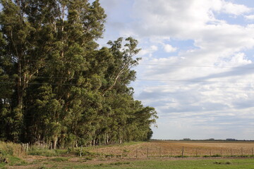 Obraz premium Plantación de Eucaliptus en el campo rural, en línea para reparo de los vientos en los rastrojos de siembra de maíz secos, forma un diseño rural con fondo del cielo nuboso.
