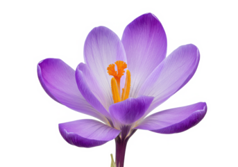 Purple crocus isolated on White background