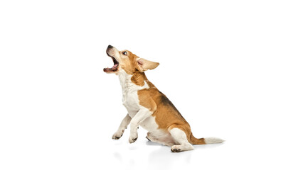 Funny purebred eagle howling with head tilted back, ears raised, sitting in engaged posture against white studio background. Concept of communication, expression, vocalization, pet behavior.