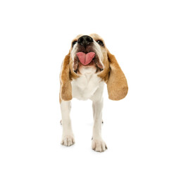 Beagle standing with tongue sticking out, as he licking some, ears flopped down, looking straight...