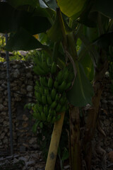 Fototapeta premium A large branch of green bananas on a palm tree in the tropics
