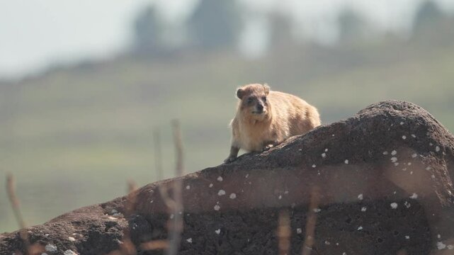 Rock Hyrax (Procavia capensis) In the Jordan Valley, Male at a lookout point