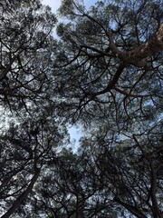 Majestic Chir Trees in Giardini degli Aranci: A Serene Oasis in Rome