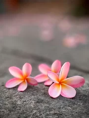 Gardinen plumeria frangipani flower © Bayhaki