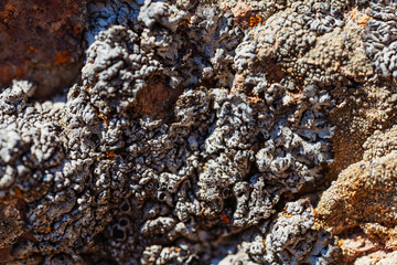 Xanthoria wallis on rocks in the mountains. colored lichen on rock. texture of moss on granite