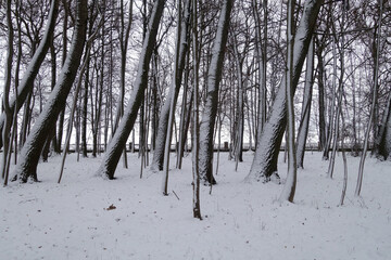 Trees in parkland covered with snow.