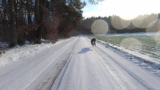 Borde collie breed dog running in snow covered path following a car with lens flares at sunset