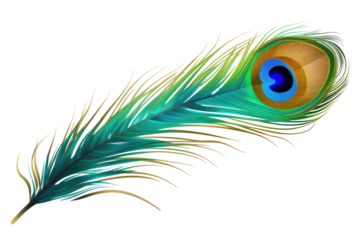 peacock feather isolated on white