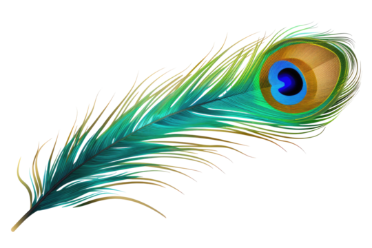 peacock feather isolated on white