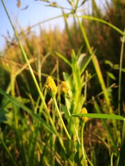 dandelion in the grass
