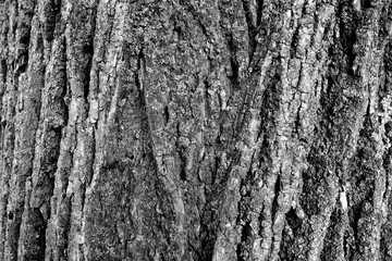 Fototapeta premium Linden tree bark texture. black and white