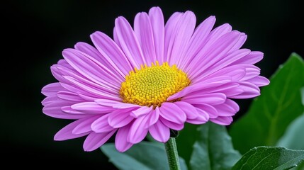 Fototapeta premium Vibrant Purple Daisy with Yellow Center and Dew Drops