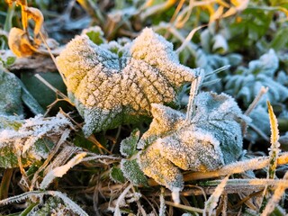 Frozen leaves in the morning
