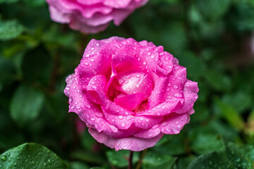 雨粒がついた濃いピンクのバラ