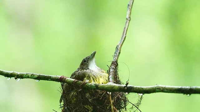 grey-ckeeked bulbul bird got caught in the rain in the nest
