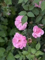 Fototapeta premium pink roses in garden