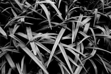 Fototapeta premium Black and white grass leaves close up.