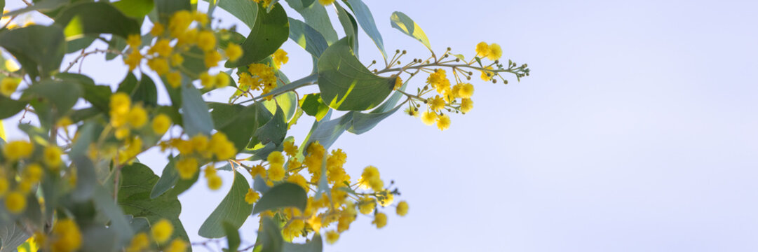 Acacia dunnii - Northern Territory Wattle