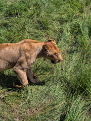 lion in the grass
