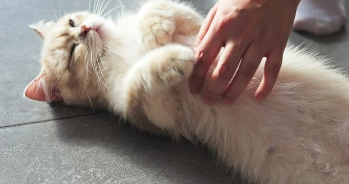 Calm british shorthair cat resting on cool tiled floor, belly exposed, eyes closed, receiving gentle strokes and purring contentedly
