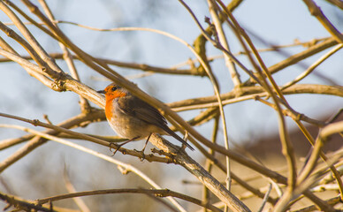 Rouge gorge 1
