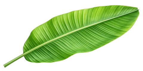 Obraz premium Fresh Green Banana Leaf Isolated on Transparent Background – High-Quality PNG Tropical Green Banana Leaf Cutout – Isolated on Transparent Background for Design Use
