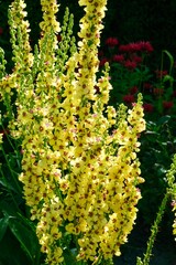 Verbascum nigrum, wild plant with yellow flowers