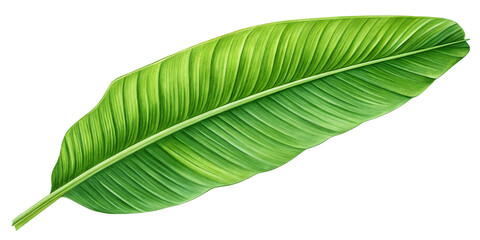 Obraz premium Fresh Green Banana Leaf Isolated on Transparent Background – High-Quality PNG Tropical Green Banana Leaf Cutout – Isolated on Transparent Background for Design Use