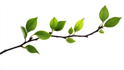 Obraz premium Spring Branch with New Leaves
