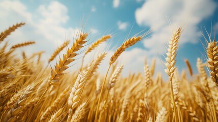 Fototapeta premium Golden wheat field swaying gently under a bright blue sky with fluffy clouds during a sunny afternoon in rural countryside