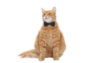 Ginger cat wearing a stylish bow tie, sitting on a white background. Perfect for pet-related content, advertising, or greeting card designs