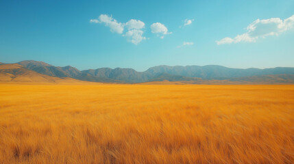 Obraz premium Expansive golden fields stretch across the landscape, illuminated by sunlight, while distant mountains create a stunning backdrop under a clear blue sky filled with fluffy clouds
