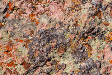 Xanthoria wallis on rocks in the mountains. colored lichen on rock. texture of moss on granite