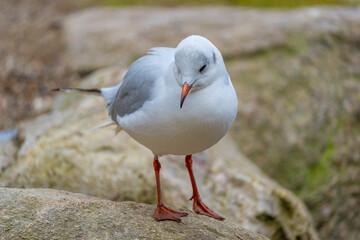 Seagull standing on a rock