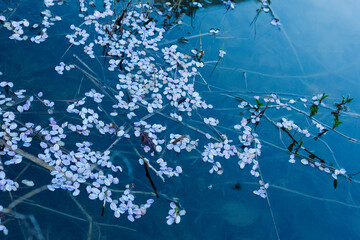 cherry blossom peddles in river