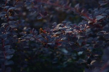 Dark blue leaves and red stems lit softly, showcasing intricate textures and a moody atmosphere.