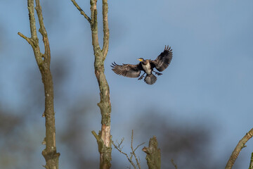 Close up of a Cormorant, Phalacrocorax carbo, perched on a branch over a river with its wings spread out.