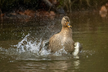 Wild duck mallard male standing on the rock near the park pond .Closeup photo. Playing in the water