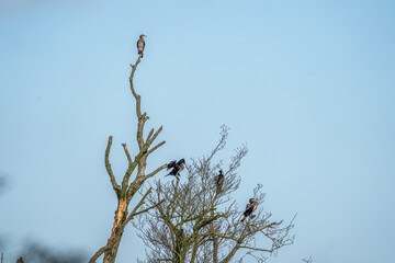 Close up of a Cormorant, Phalacrocorax carbo, perched on a branch over a river with its wings spread out.