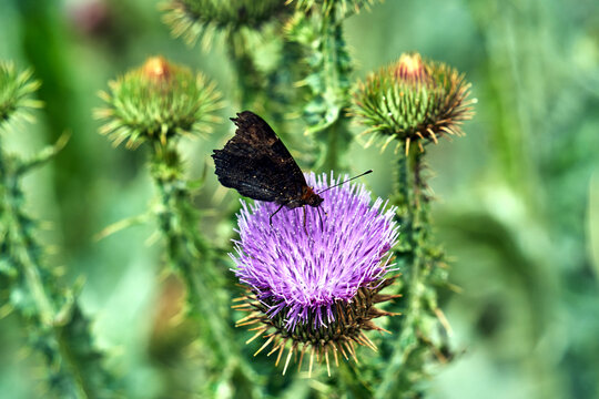 butterfly peacock on purple flower thistle ruffled in summer