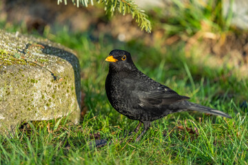 Danish blackbird sitting on the green grass