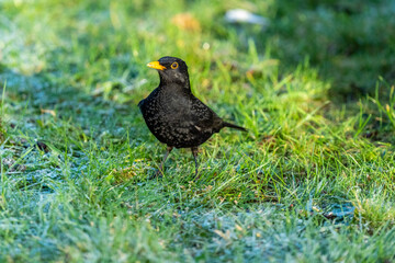 Danish blackbird sitting on the green grass