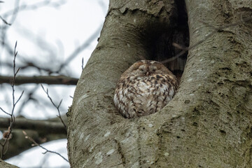The night owl is the most common owl in Denmark. sleeps in a tree
