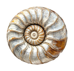 Nature's spiral nautilus shell isolated on transparent background png