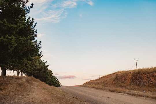 Row of pine trees along gravel road with blue sky