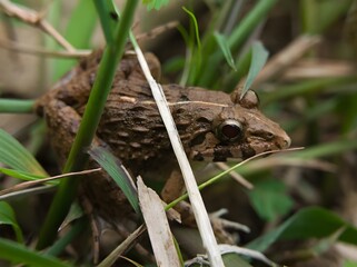 close-up of Asian Grass Frog in Indonesia, asian frog, fejervarya limnocharis Gravenhorst, wildlife view from nature.