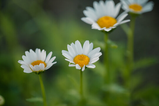 Small white chrysanthemums growing in vegetable garden as companion planting