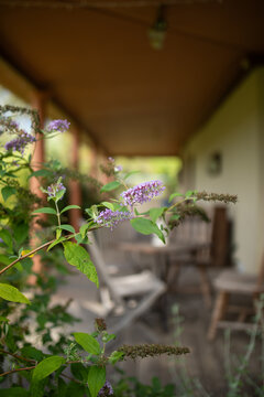 Delicate purple buddleja flowers along front verandah of country home