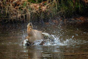 Wild duck mallard male standing on the rock near the park pond .Closeup photo. Playing in the water