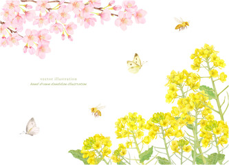 水彩で描いた桜と菜の花のフレーム背景素材